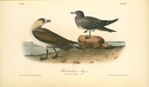 Richardson's Jager. 1. Male Adult. 2. Young In Septemer — John James Audubon