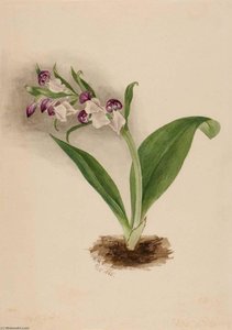 Showy Orchids (orchis Spectabilis) — Mary Vaux Walcott