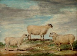Elman's South Down Ram, Ewe And Wether — James Ward