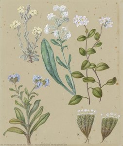 Myosotis species (5) Forget-me-not