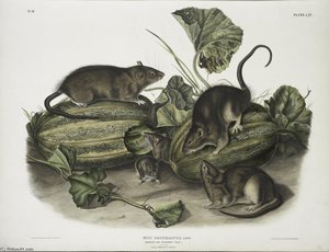 Mus decumanus, Brown, or Norway Rat. Natural size. Male, female ^ young