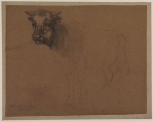 Bull — James Ward