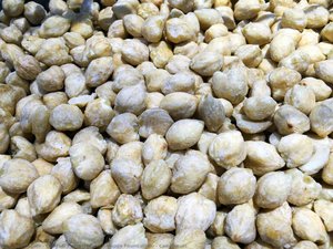 Candlenuts