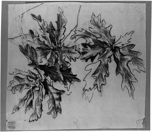 Oak Leaves. Study For King Monument — John La Farge