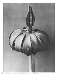 Art Forms In Nature 76 — Karl Blossfeldt