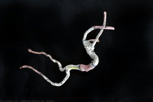 Dancer — Siddhesh Dinesh Lad