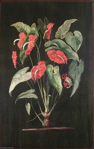 Eine Kolumbianische Arum-pflanze — Marianne North, Viktorianische Botanische Illustration