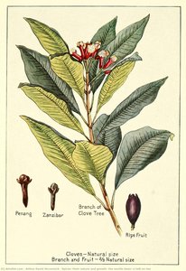 Spices, their nature and growth, the vanilla bean, a talk on tea