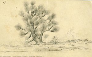 Botanical Drawings, 7 — Amiel Weeks Whipple