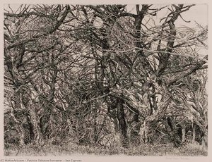 Sea Cypress