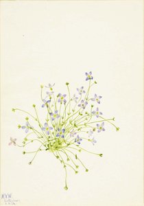 Bluets (houstonia Serpyllifolia) — Mary Vaux Walcott