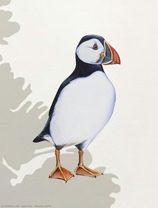 Atlantic Puffin — Jane Kim