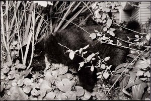 Small Black Dog, Wheaton, Ill — John Ralph Gossage