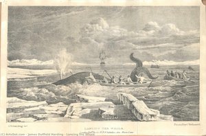 Lancing The Whale — James Duffield Harding