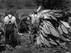 Mountaineers cutting tobacco. Jackson, Kentucky