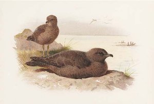 Twisted-tailed Skua Lestris Pomarinus — Archibald Thorburn