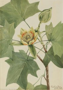 Tuliptree (Liriodendron tulipifera)