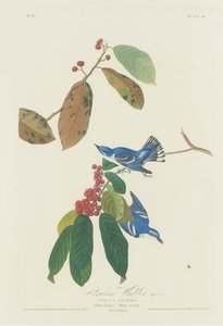 Cerulean Warbler — Robert Havell