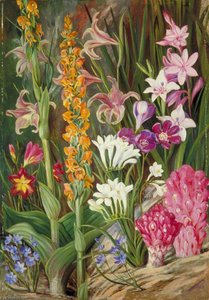 Flowers Of The Sandy Flats Near Cape Town — Marianne North