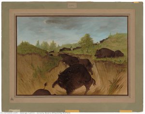 Grizzly Bears Attacking Buffalo — George Catlin