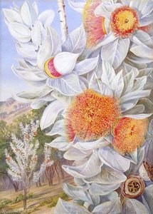Foliage, Flowers And Seed Vessels Of A Rare West Australian Shrub — Marianne North