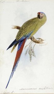 A Varied Lorikeet — Edward Lear
