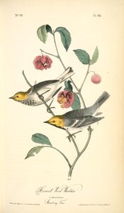 Hermit Wood-warbler. 1. Male. 2. Female. (strawberry Tree.) — Джон Јејмс Одобон