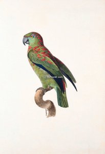 Amazona Festiva - — Jacques Barraband