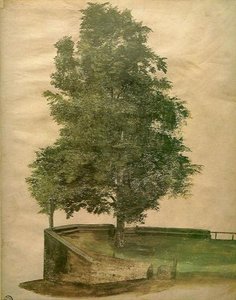 Linden Tree On A Bastion — Albrecht Dürer