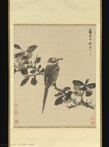 Magpie