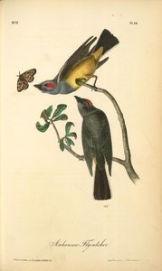 Arkansaw Flycatcher — John James Audubon, Scientific Illustration
