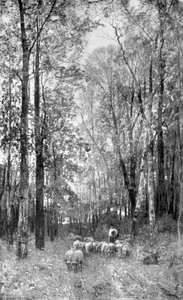 Bosque con Caminos y Ovejas