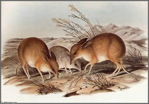 Pig - Footed Bandicoot — John Gould