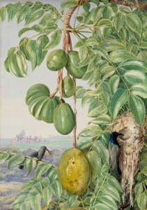 Fruit De Cythere Und Zuckervögel Und Nest, Seychellen — Marianne North