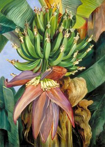 Flowers And Young Fruit Of The Chinese Banana — Marianne North, Impressionistic Style