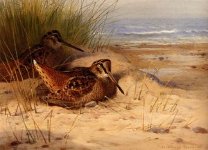 Woodcock Nesting On A Beach — Archibald Thorburn