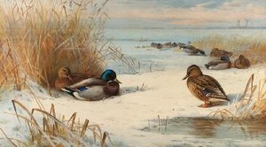Mallard In A Winter Landscape — Archibald Thorburn