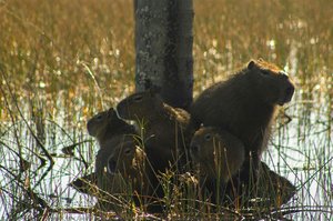 Capivara, uma das espécies típicas da fauna do Cerrado