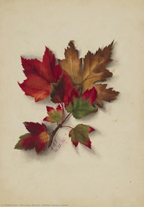 Untitled (Autumn Leaves)