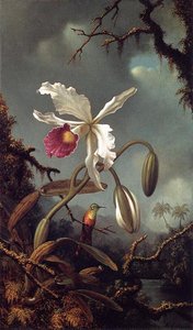 White Brazilian Orchid — Martin Johnson Heade