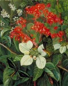 Flowers And Butterflies Of Sarawak, Borneo — Marianne North, Victorian Botanical Illustration