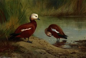 A Pair Of Ruddy Shelduck On A Riverbank — Archibald Thorburn, Naturalism