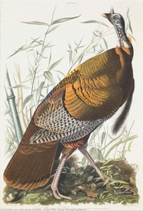 Vulgo (wild Turkey) Meleagris Gallapavo — John James Audubon, Romanticism
