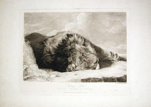 Sleeping Lion — John Frederick Lewis