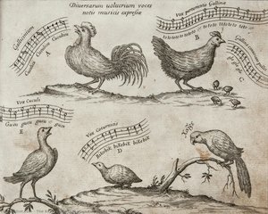 Songs of birds