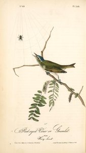 Red-eyed Vireo, Or Greenlet. Male. (honey-locust) — John James Audubon