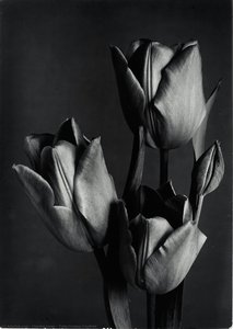 Tulip Couleur Cardinal — Charles Jones
