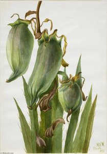 Spanish Bayonet (yucca Baccata) — Mary Vaux Walcott