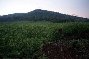 Field Of Indigo — Fidel Ugarte, Contemporary Realism