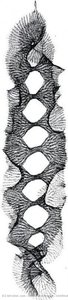Untitled — Ruth Aiko Asawa